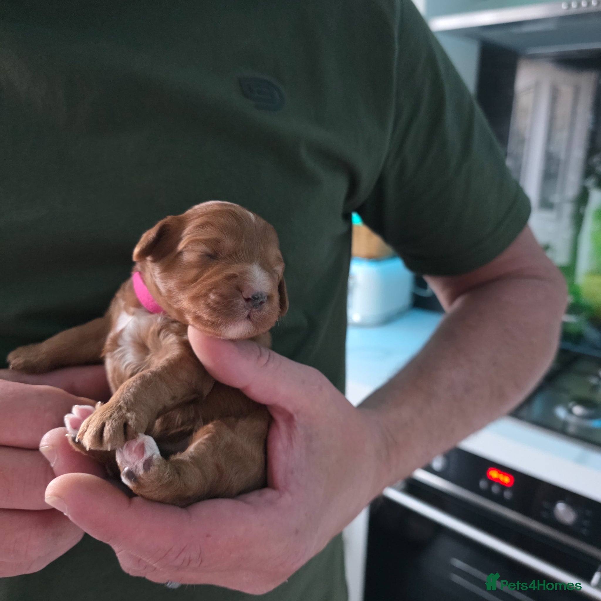 Cockapoo dogs for sale: Adorable f2 cockapoo  in Swadlincote - Advert 18