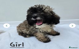 Shihpoo dogs for sale: Shi poo (Girl) - Image 4