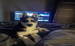 Siberian Husky dogs for sale: His name is Loki about 6 months of age now  - Image 1