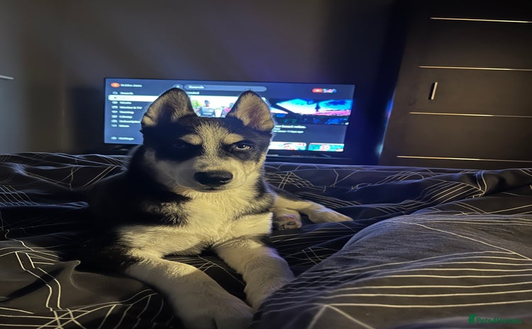 Siberian Husky dogs - Advert 1