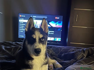 Siberian Husky dogs - Advert 25