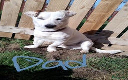 Jack Russell dogs for sale: Jolly Joyful Jack Russells  - Image 17