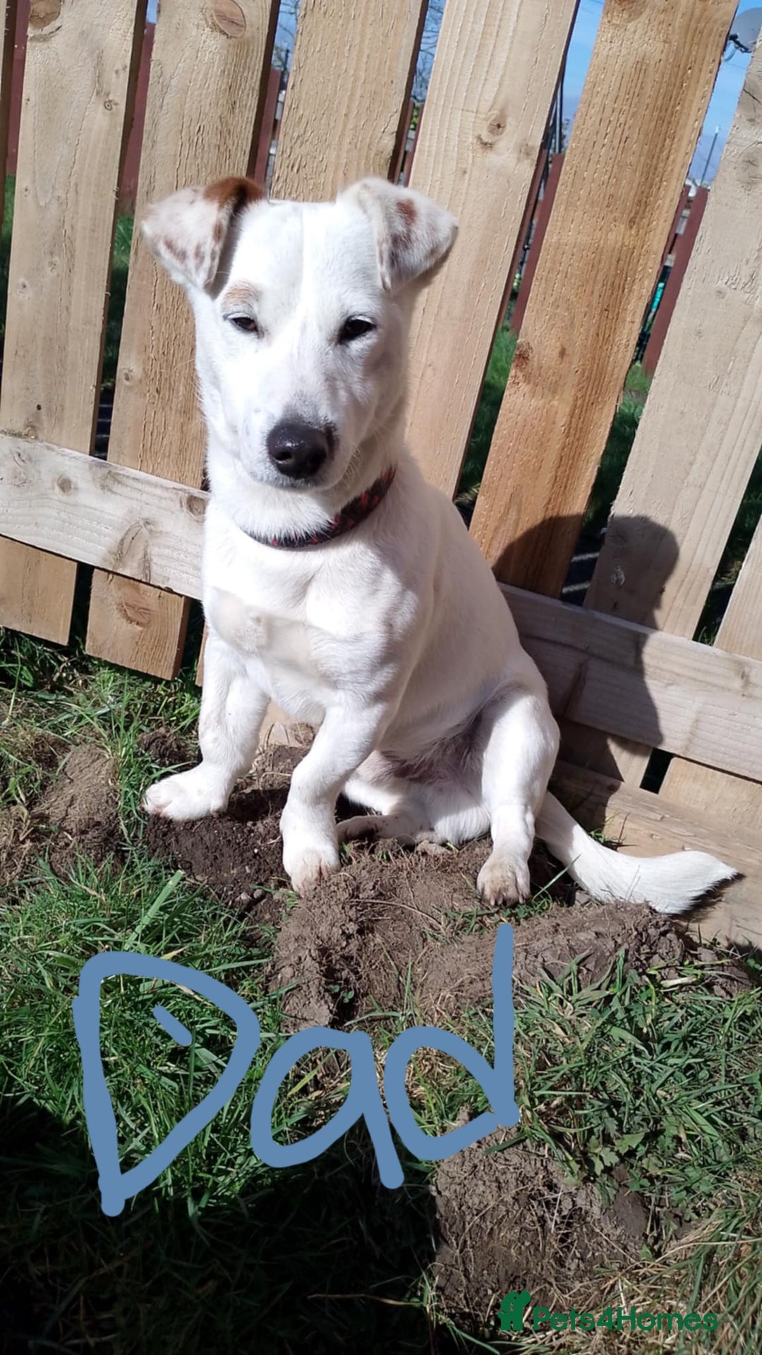 Jack Russell dogs for sale: Jolly Joyful Jack Russells  - Image 17