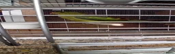 Parrots birds for sale: Regency Parrots (RockPebblers) - Advert 3