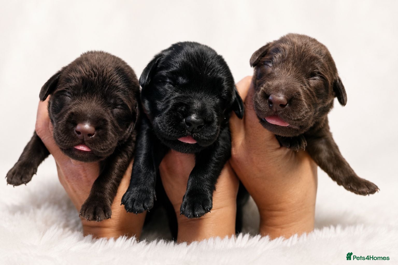 Labrador Retriever dogs  BEAUTIFUL PUPPIES FROM FULLY HEALTHTESTED PARENTS - Advert 2