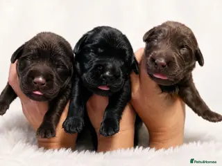 Labrador Retriever dogs BEAUTIFUL PUPPIES FROM FULLY HEALTHTESTED PARENTS - Advert 2