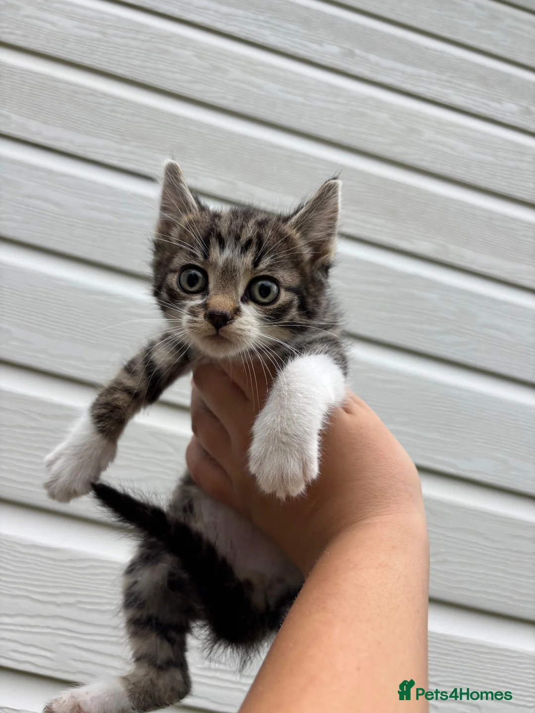 Mixed Breed cats for sale: Beautiful kittens in Pershore - Advert 2