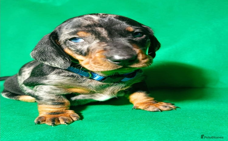 Dachshund dogs Champions Line Standard Dachshund - Advert 8