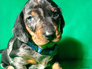 Dachshund dogs Champions Line Standard Dachshund - Advert 4