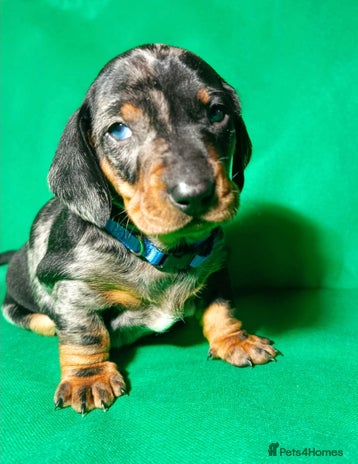 Dachshund dogs Champions Line Standard Dachshund - Advert 1