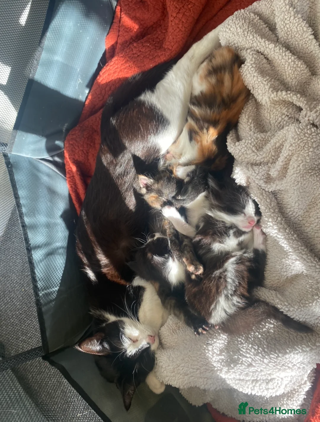 Domestic Shorthair cats for sale: 4 Beautiful kittens looking for loving homes - Advert 9