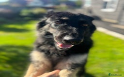 German Shepherd dogs for sale: Outstanding litter KC Reg German Shepherd puppies - Image 13