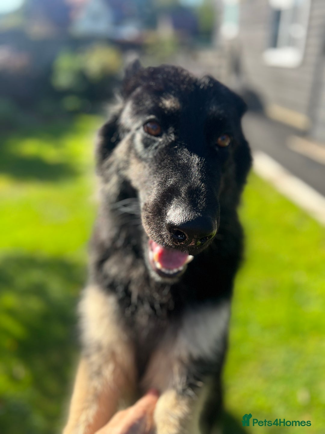 German Shepherd dogs for sale: Outstanding litter KC Reg German Shepherd puppies - Image 13