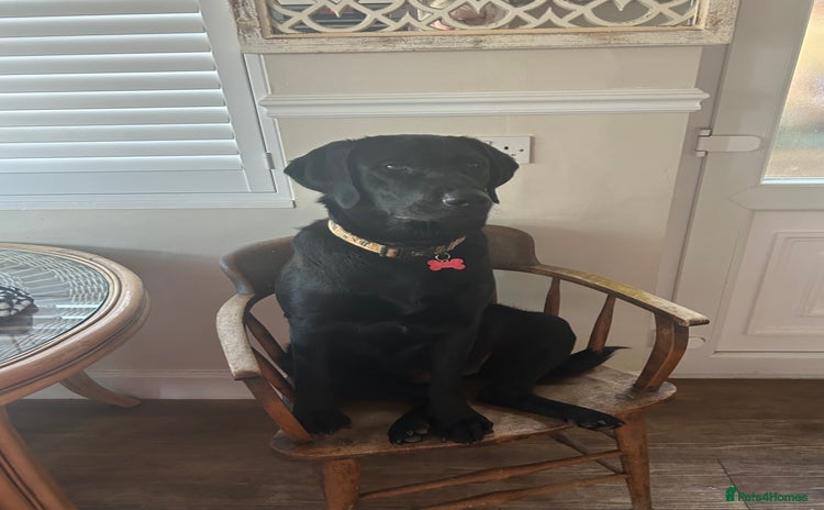 Labrador Retriever dogs - Advert 1