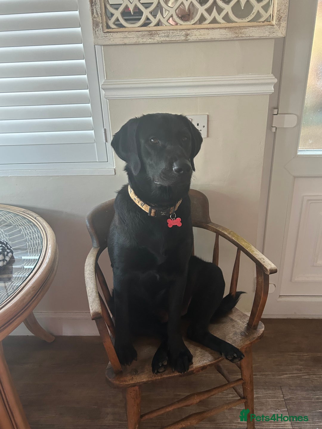 Labrador Retriever dogs for sale: Beautiful Black Lab Female  - Image 1
