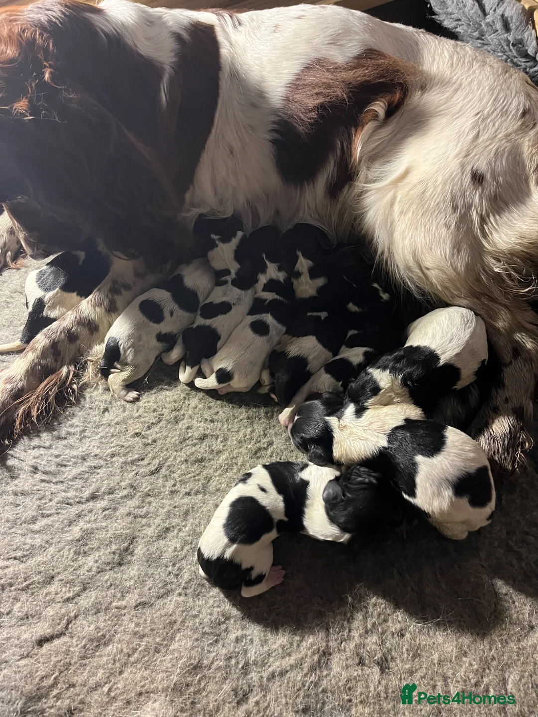 English Springer Spaniel dogs for sale: Pedigree English Springer Spaniel Pups  in Haywards Heath - Advert 2