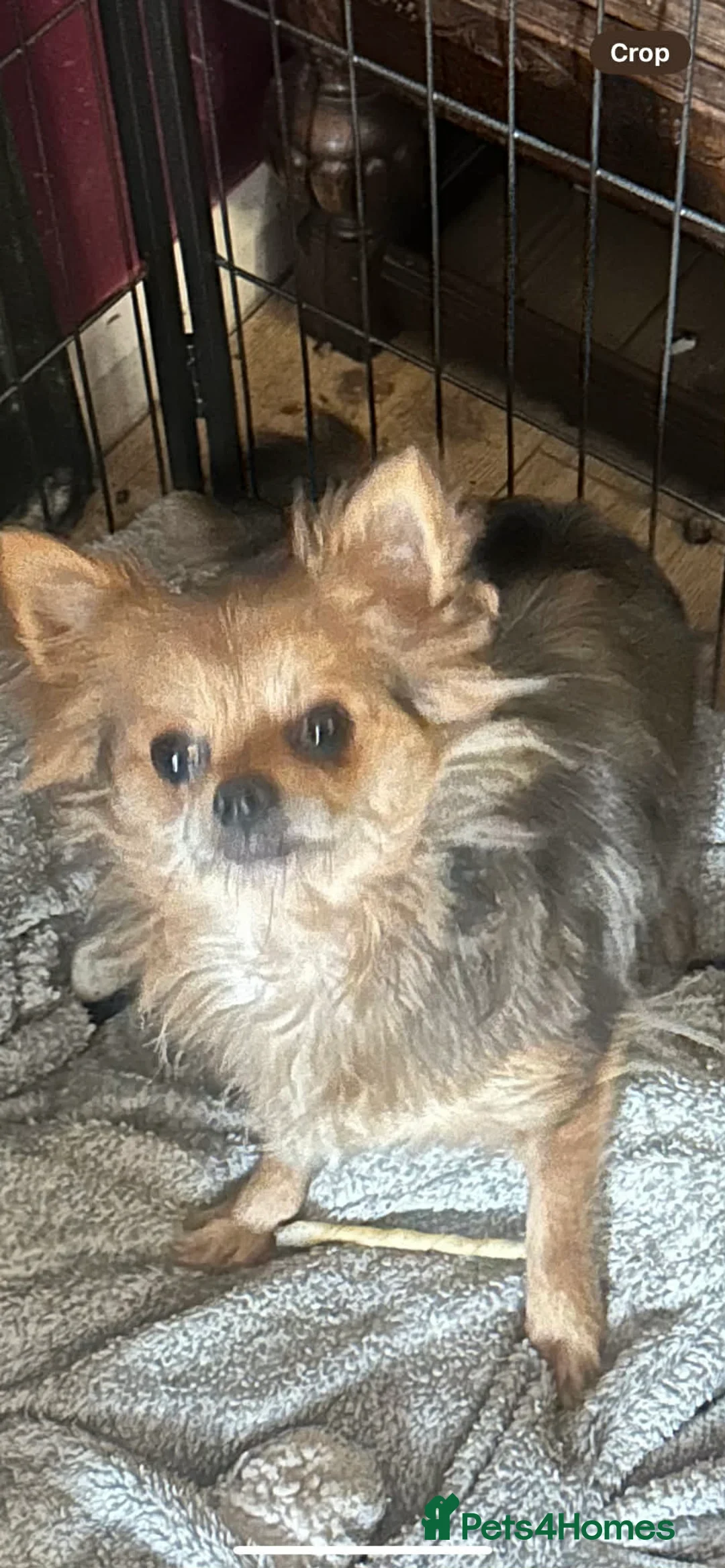 Chihuahua dogs for sale: Beautiful Female Merle Chihuahua  - Advert 2
