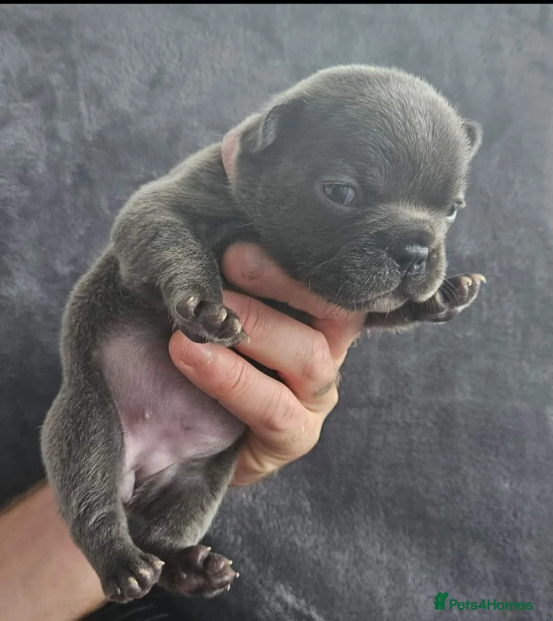 French Bulldog dogs for stud: 🔥 PLATINUM LILAC & TAN FLUFFY - WELL PROVEN- KC   in Blackpool - Advert 26