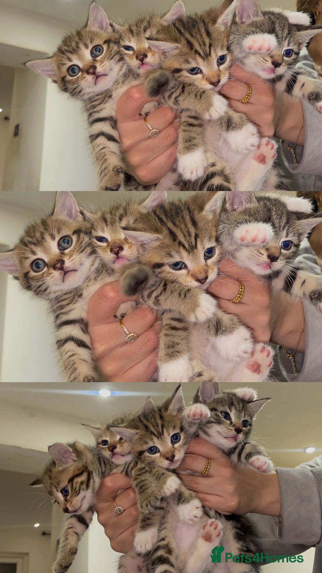 Mixed Breed cats for sale: British Blue Tabby X DSH Kittens For Sale - Image 8