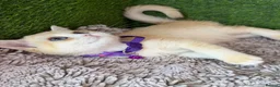 British Shorthair cats for sale: Unique British shorthair golden kittens GCCF - Advert 28
