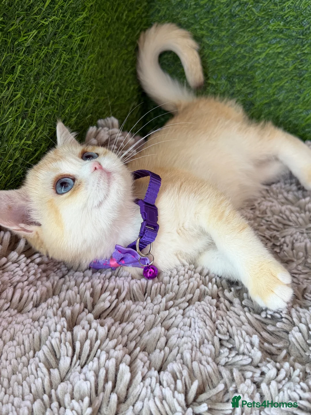 British Shorthair cats for sale: Unique British shorthair golden kittens GCCF - Advert 28