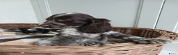Cocker Spaniel dogs for sale: Cocker Spaniel Puppies in Liverpool - Advert 7