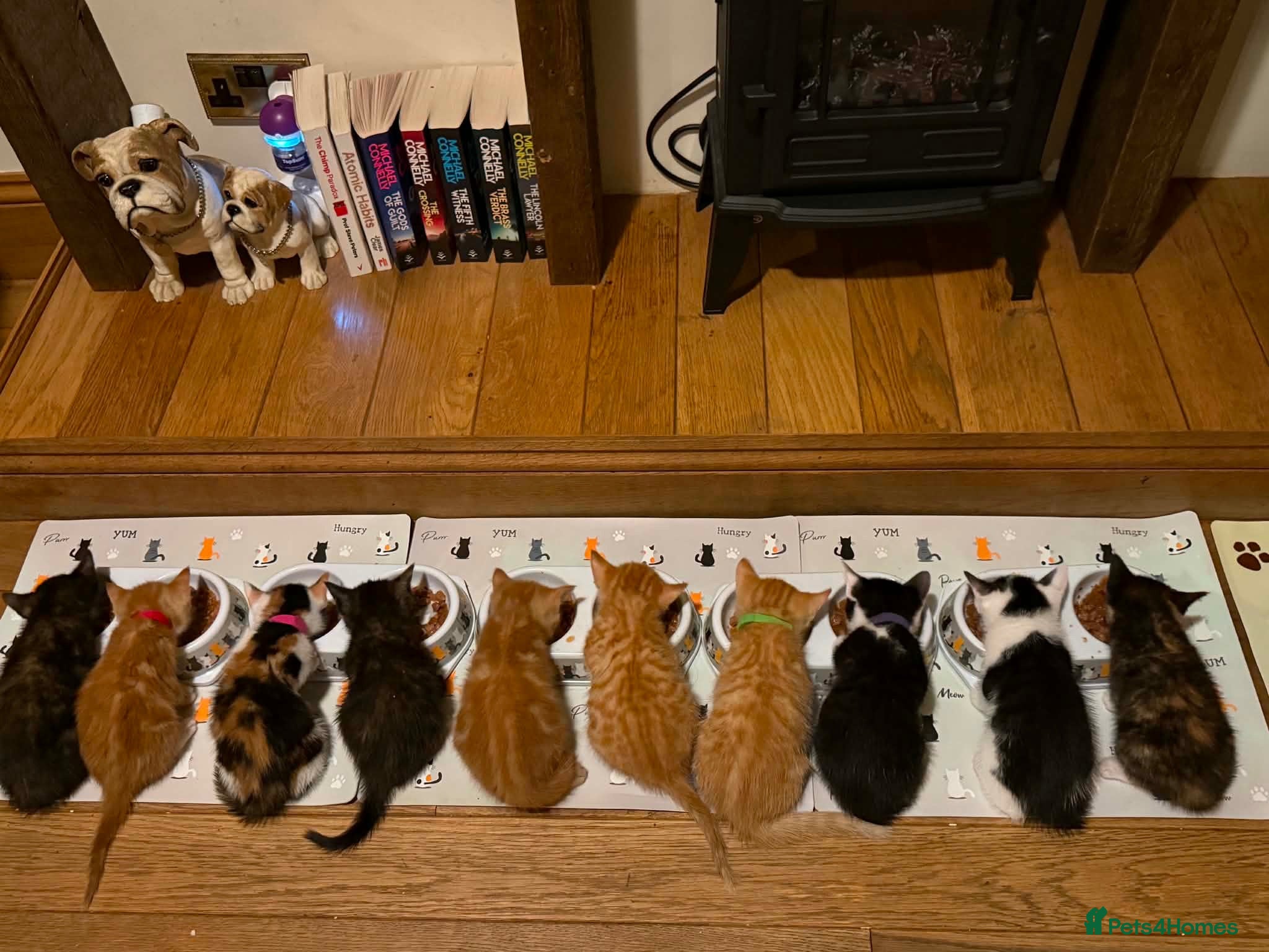 Domestic Shorthair cats BEAUTIFUL KITTENS LOOKING FOR THEIR FOREVER HOMES - Advert 2