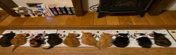 Domestic Shorthair cats for sale: BEAUTIFUL KITTENS LOOKING FOR THEIR FOREVER HOMES in Market Harborough - Advert 1