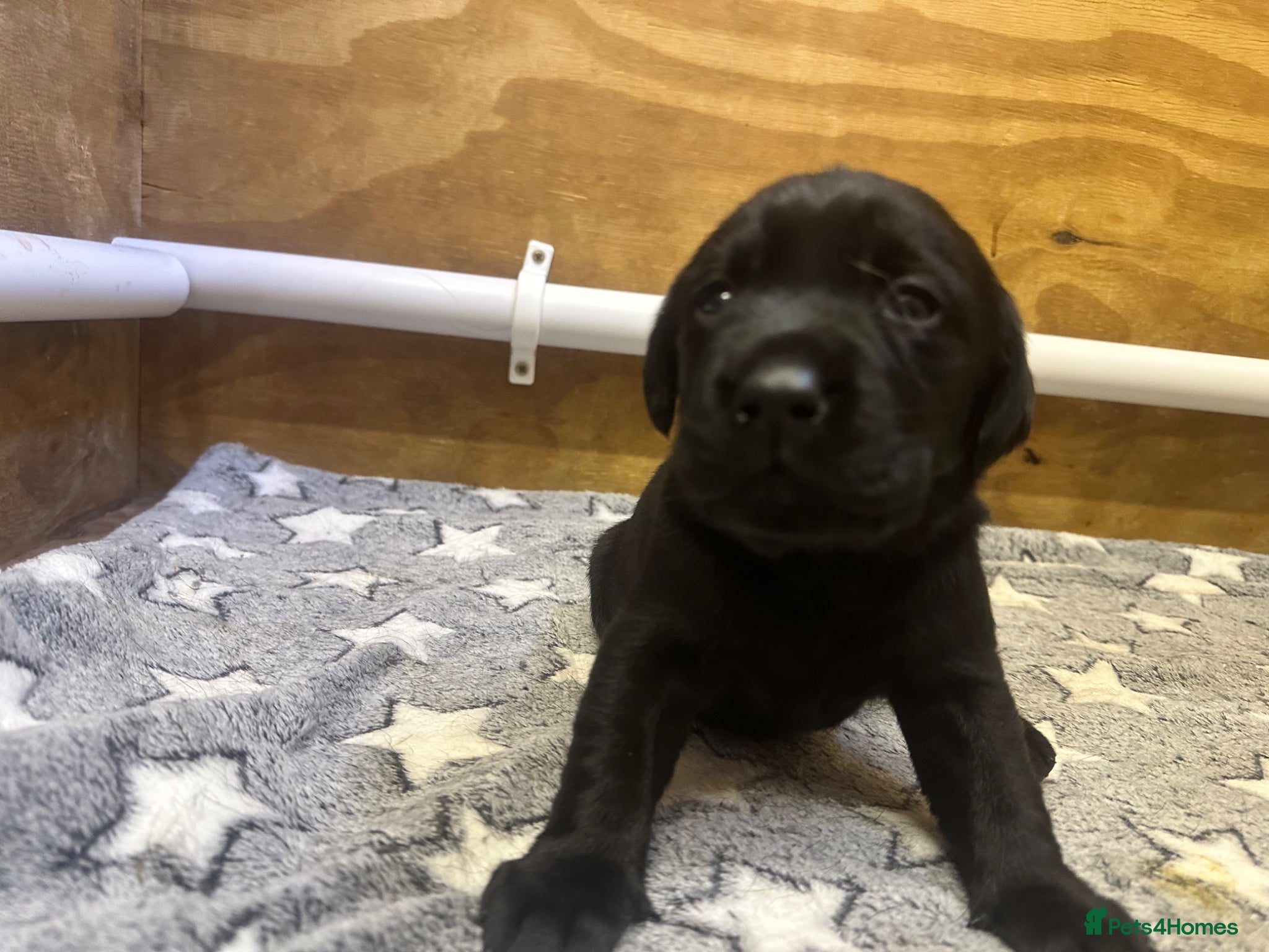 Labrador Retriever dogs KC Black Lab Male Pups  - Advert 6