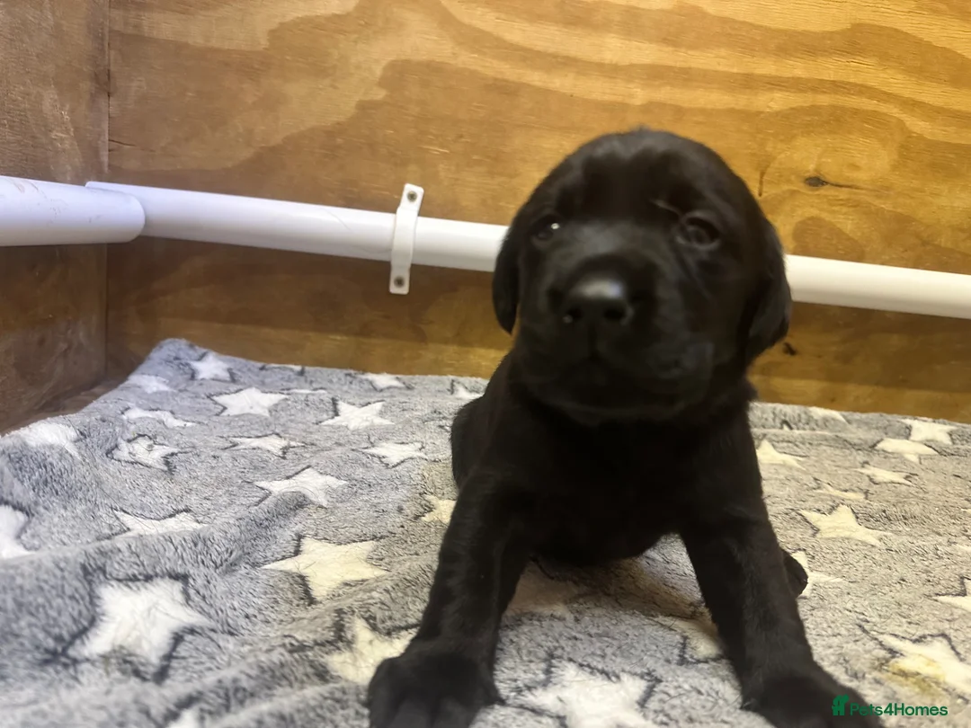 Labrador Retriever dogs for sale: KC Black Lab Male Pups  in Ottery Saint Mary - Advert 1