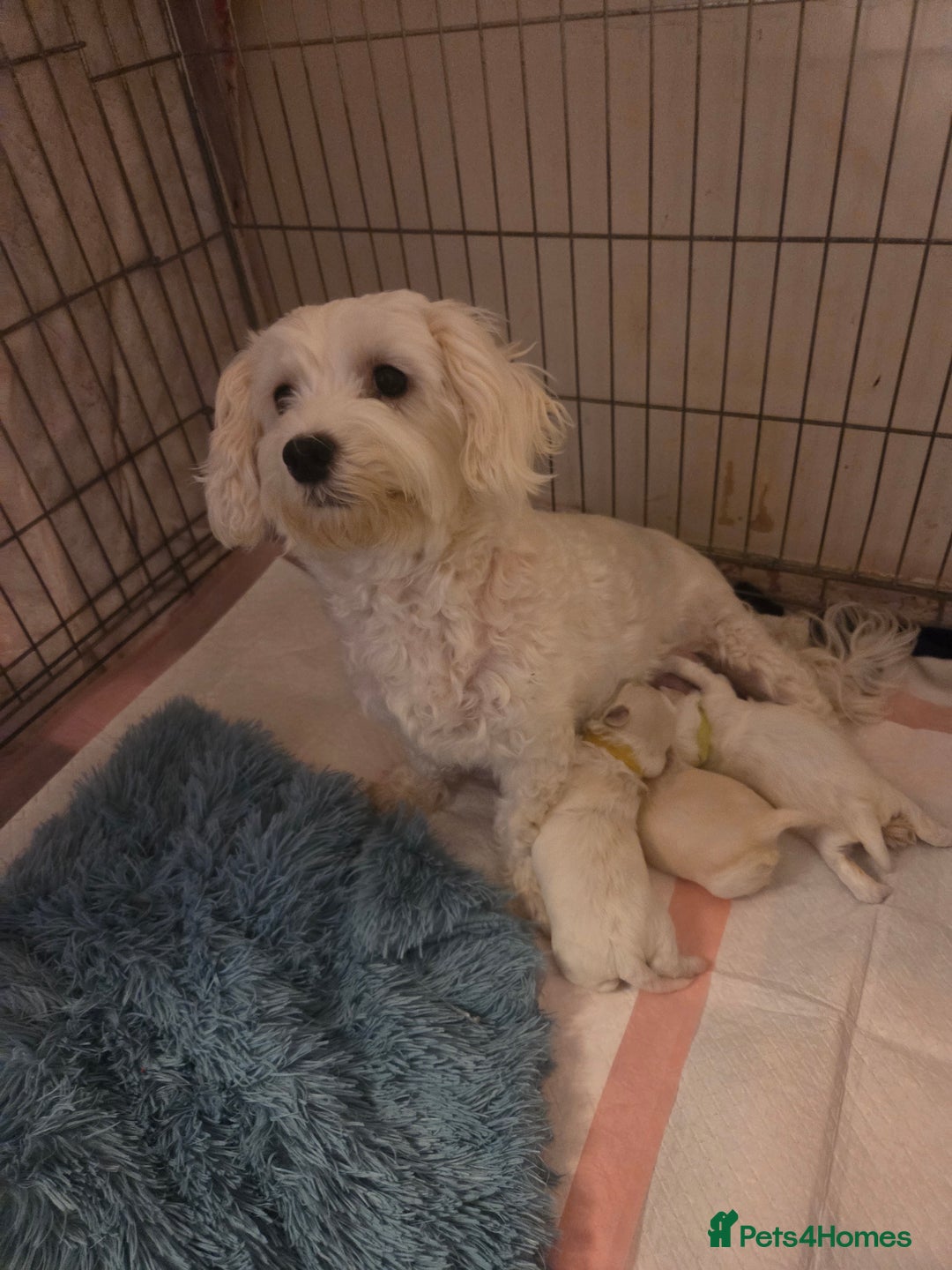 Bichon Frise dogs for sale: Cute little puppies 🩷🩷🩷 - Advert 11