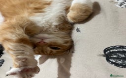 Munchkin cats for sale: Rehoming Male Cat – Quiet Home Needed  - Image 3
