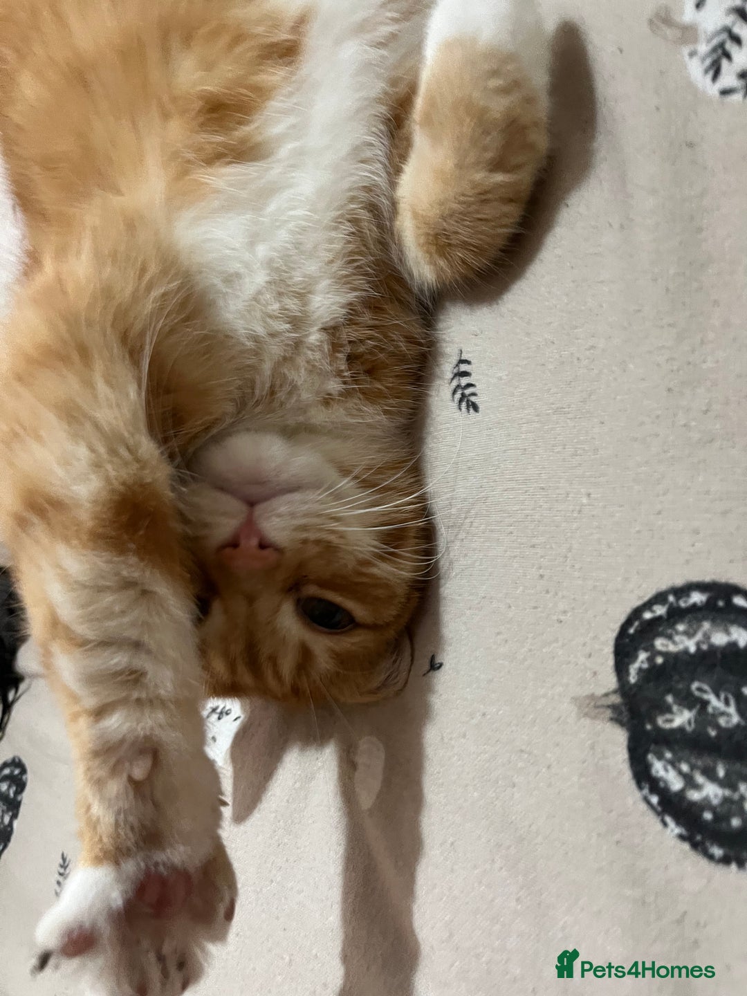 Munchkin cats for sale: Rehoming Male Cat – Quiet Home Needed  - Image 3