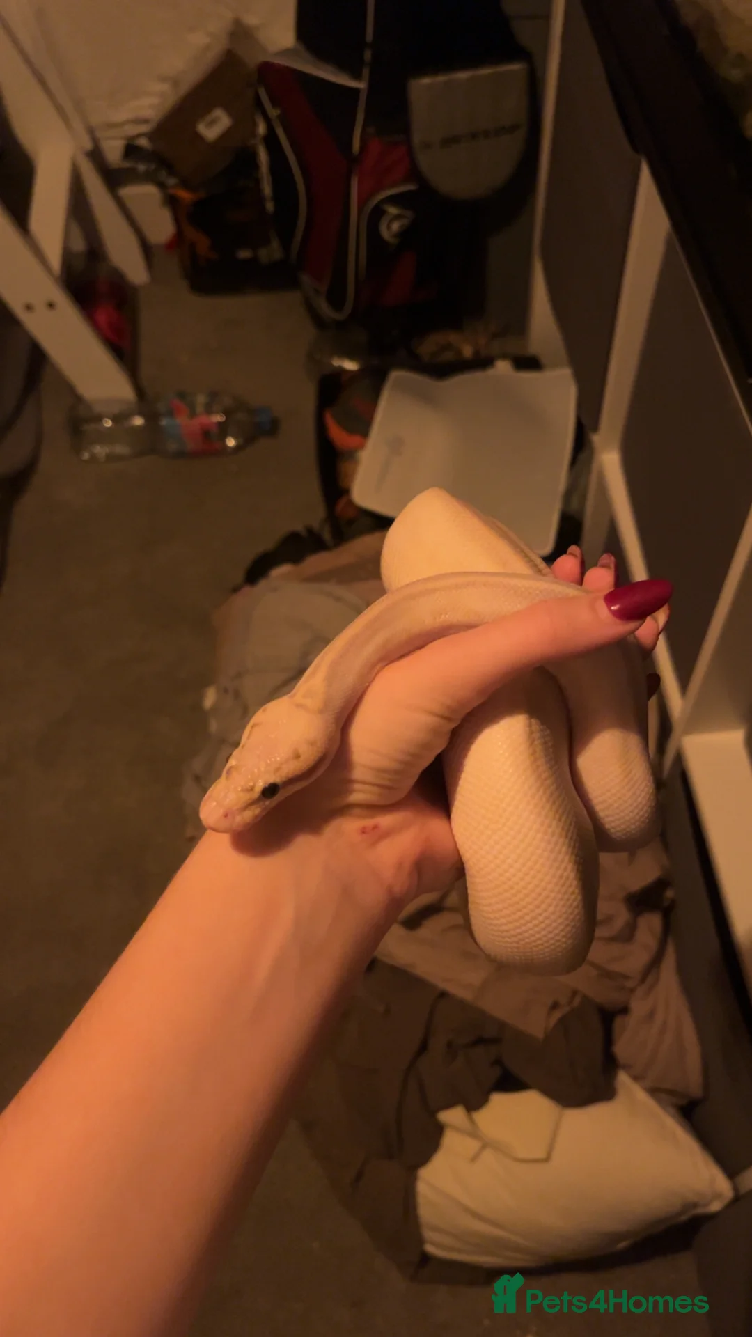 Python Snake reptiles for sale: Super lemon pastel highway ball python  - Advert 2