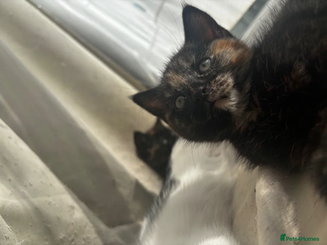 Bengal cats for sale: Beautiful bengal cross kittens  - Advert 27