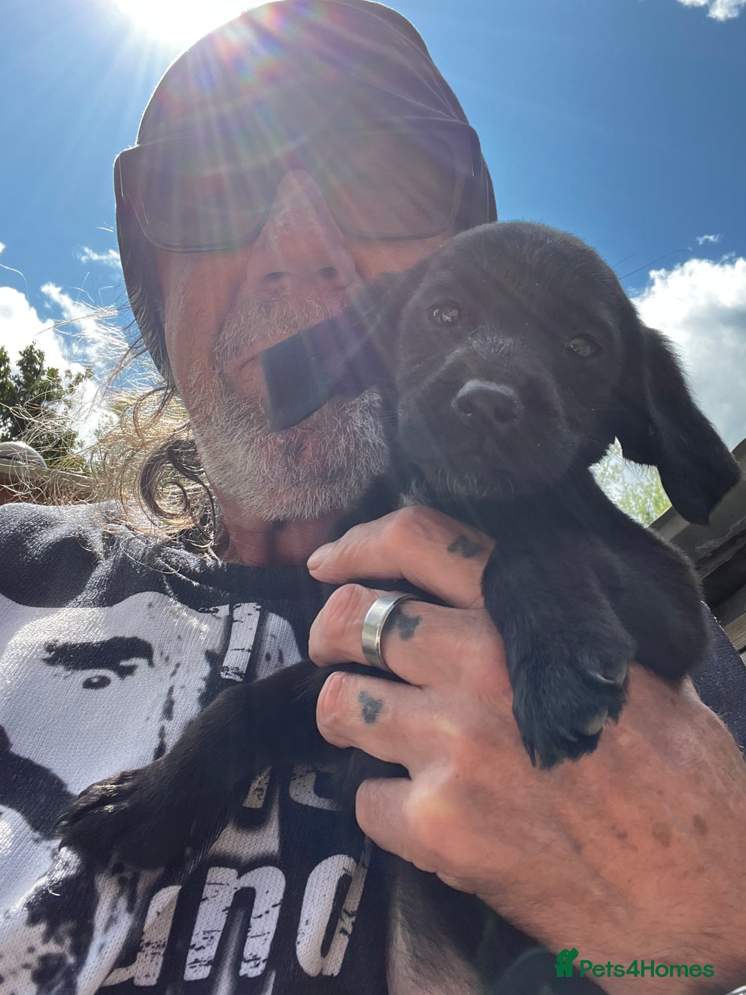 Labrador Retriever dogs for sale: Lab pups x9. - Image 7