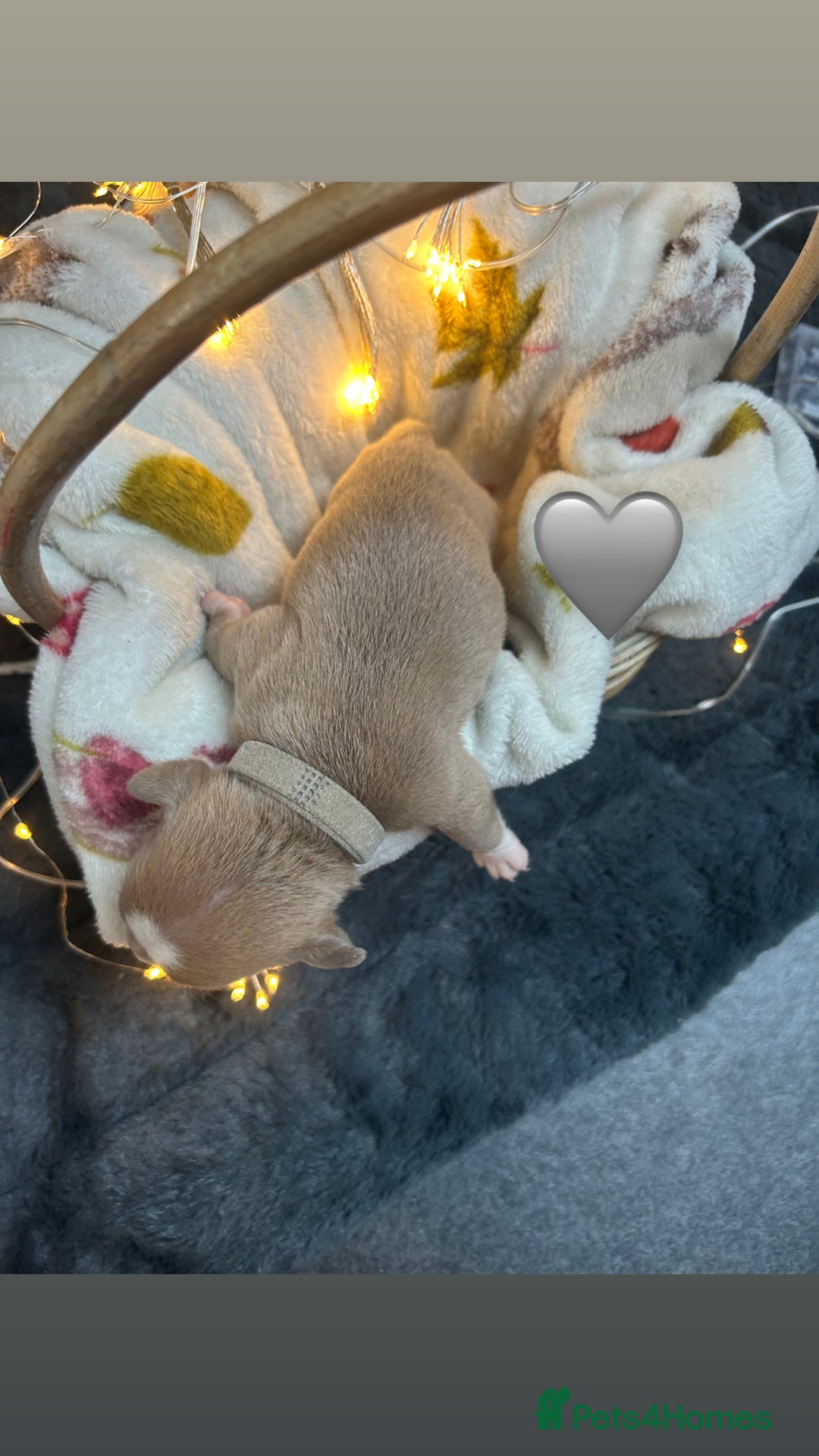 Olde English Bulldogge dogs for sale: STUNNING NEBBR OLDE ENGLISH BULLDOGGE PUPPIES in Epping - Image 28