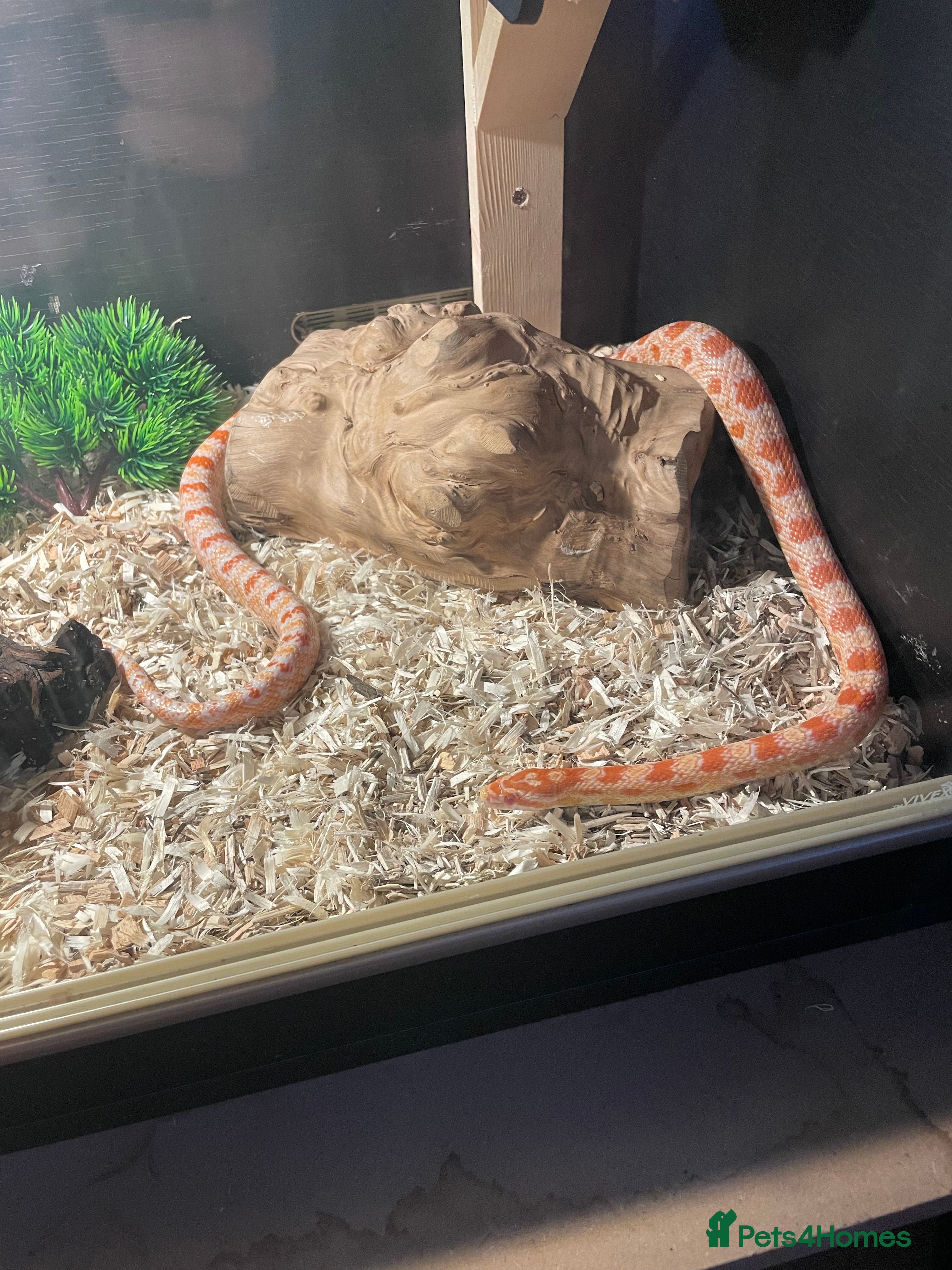 Corn Snake reptiles Cornsnake  - Advert 1