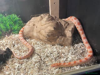 Corn Snake reptiles Cornsnake - Advert 2