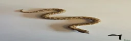 Snake reptiles for sale: Western Hognose Babies - Normal and Axanthics - Advert 12