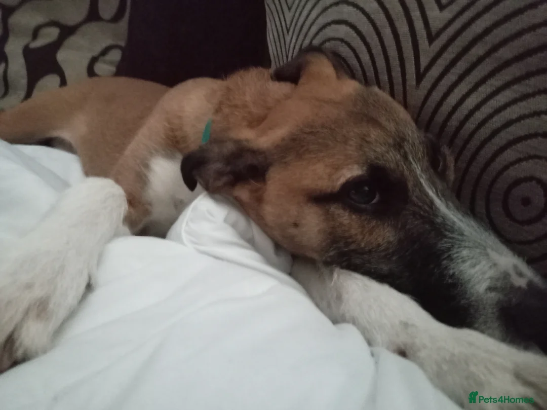 Mixed Breed dogs for sale: Lurcher Puppy 8 month old  - Advert 6