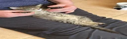 Maine Coon cats for sale: Tufty ears and big paws  - Advert 18