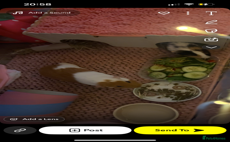 Guinea Pig rodents 2 gorgeous female guinea pigs  - Advert 1