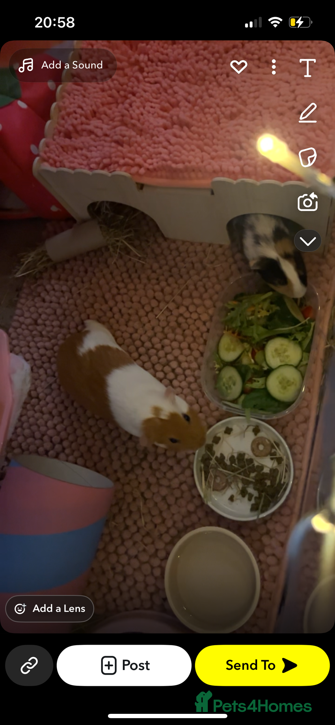 Guinea Pig rodents for sale: 2 gorgeous female guinea pigs  - Advert 1