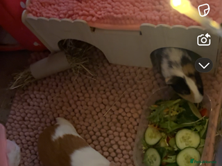 Guinea Pig rodents 2 gorgeous female guinea pigs - Advert 1