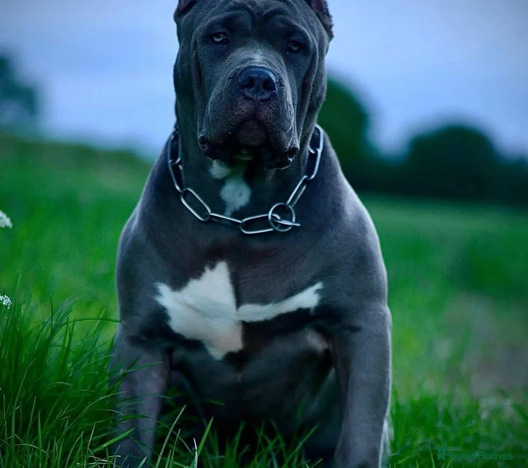 Mixed Breed dogs for sale: Cane Corso X American bulldog - Advert 1