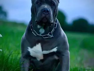 Mixed Breed dogs Cane Corso X American bulldog - Advert 1