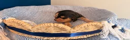 Cocker Spaniel dogs for sale: Outstanding KC registered Cocker Spaniel Puppies  - Advert 9
