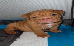 English Bulldog dogs for sale: Beautiful English bulldog puppy  - Image 1