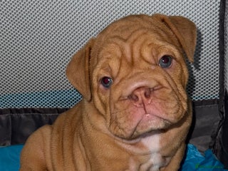 English Bulldog dogs - Advert 19